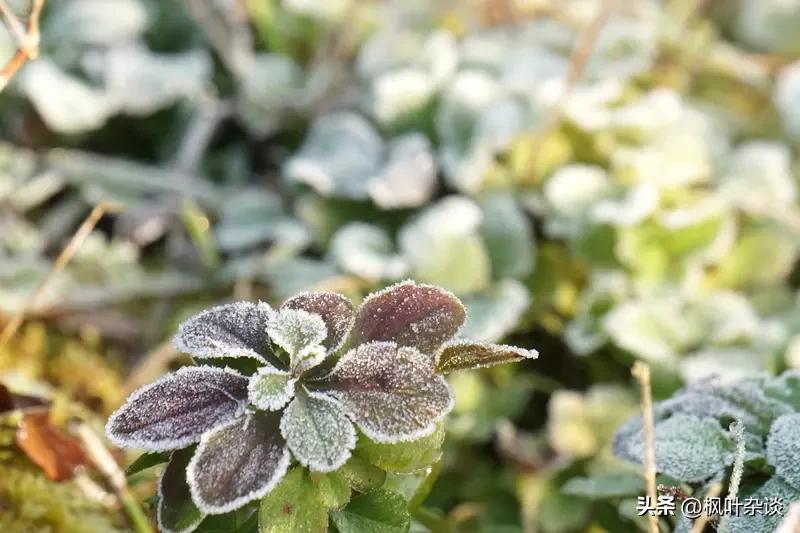 世人常念叨春风、夏雨、冬雪，那秋是什么？从自然风物看，秋有秋霜，它收敛万物，入秋