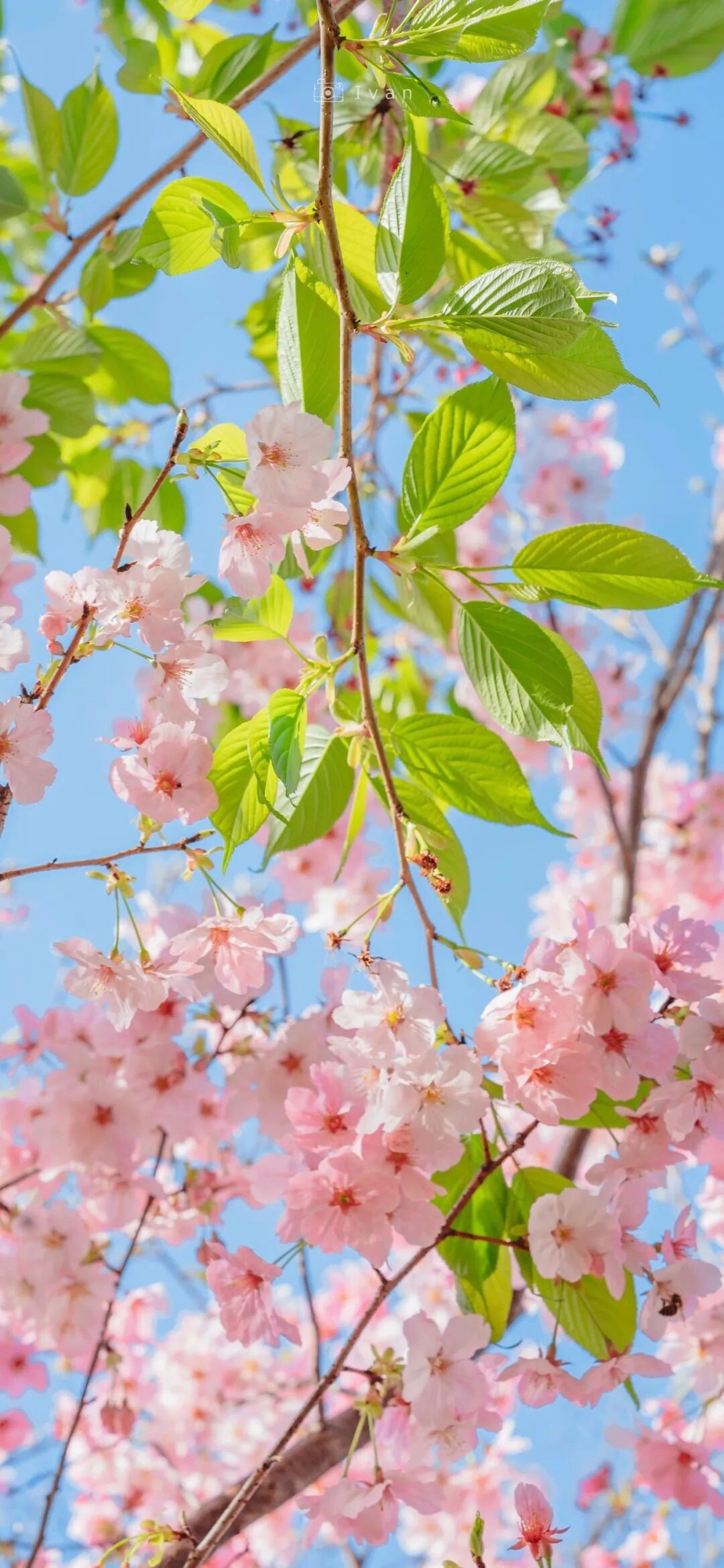 你好2026 好看的壁纸，愿2026一路繁花似锦 