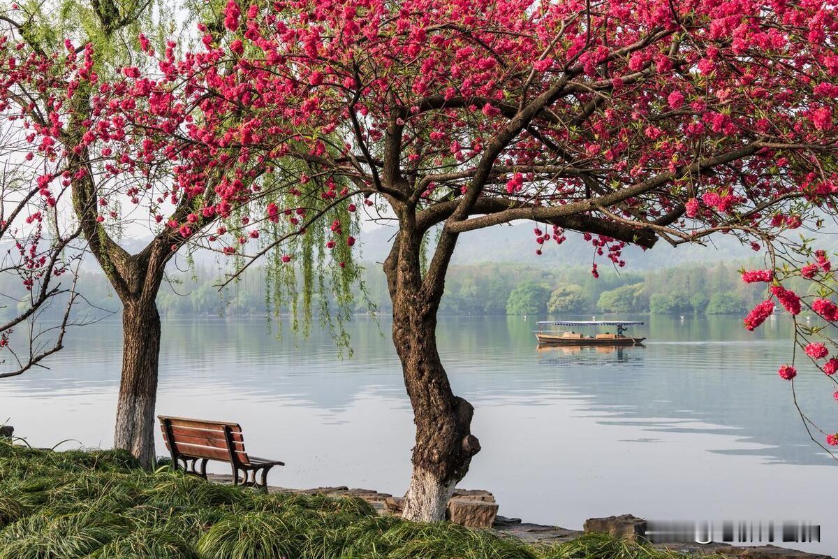 《西湖春桃》

西湖春至景如画，
桃花嫣红映绿涯。
微风轻拂香满径，
粉瓣飘落醉