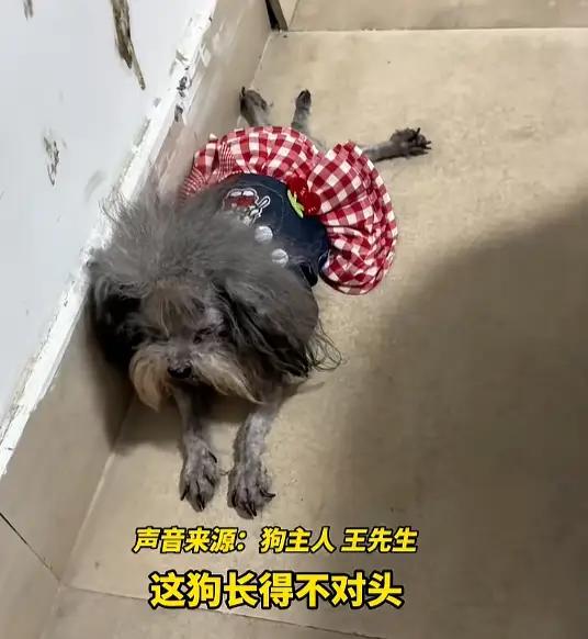 “心酸又好笑！”江苏一哥们花800块给狗相亲，到现场发现对方是“照骗”，维权现场