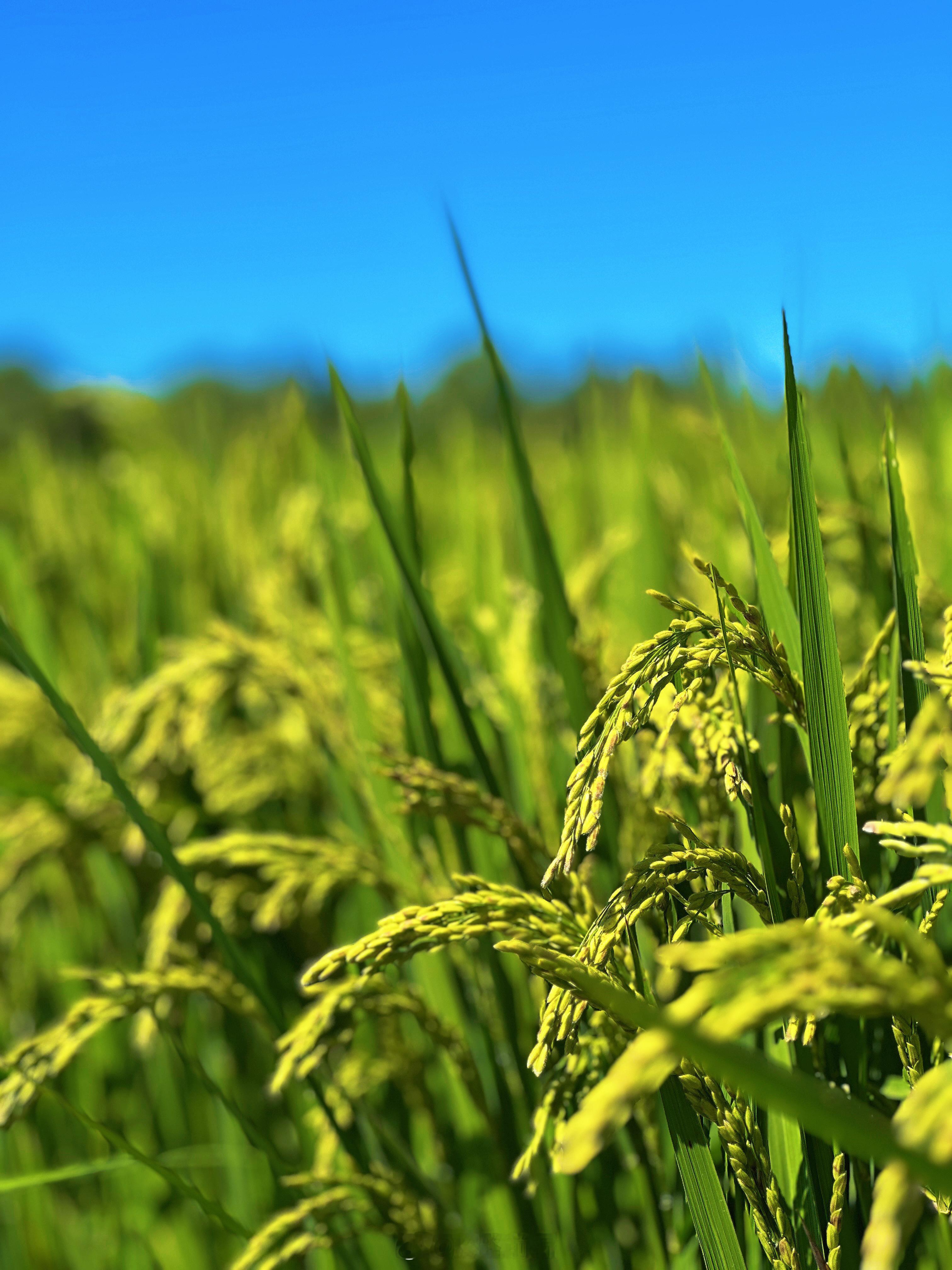 一觉醒来和夏天告别了在哈尔滨感觉夏天真是到了尾声！珍惜夏天里的每一天！处暑是夏天