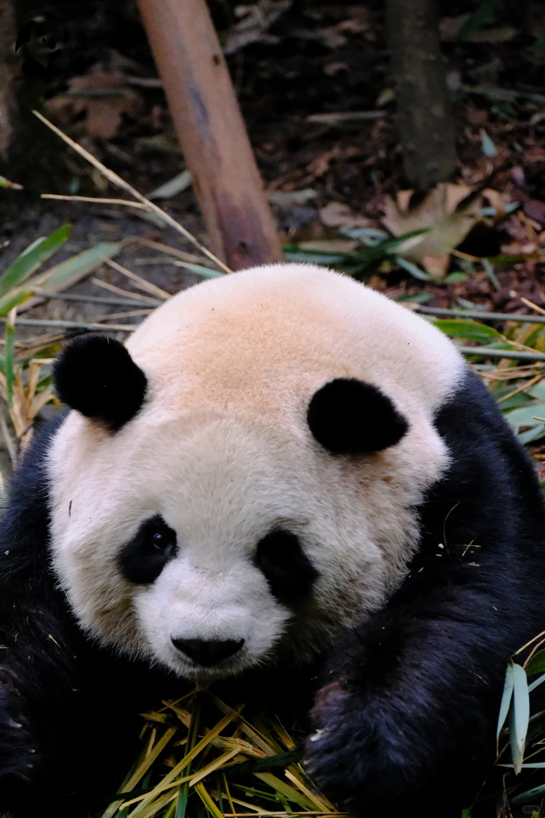 正月初八，今天吃肉汤圆哦！！