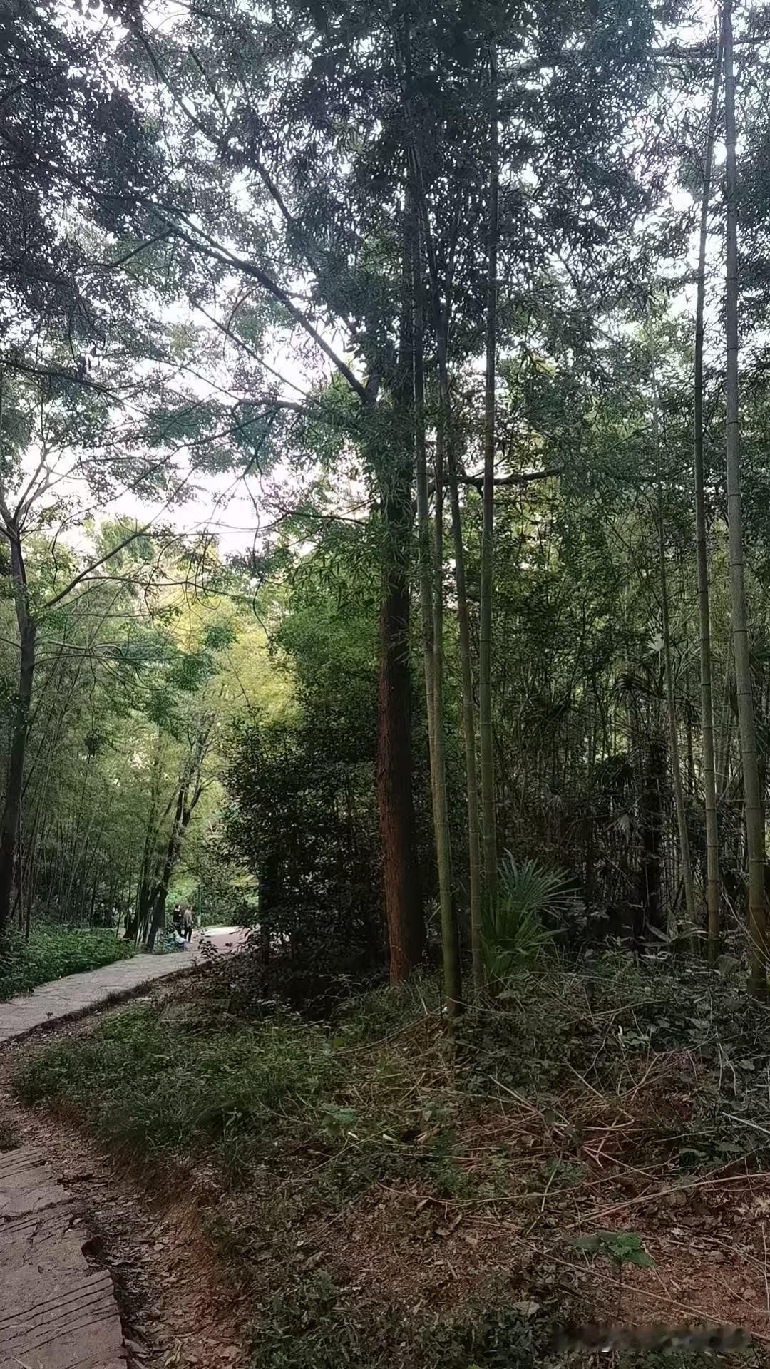 试试和紫金山偶遇

我这好动的天性是藏不住的[捂脸]。

在出租房里天天听见一种