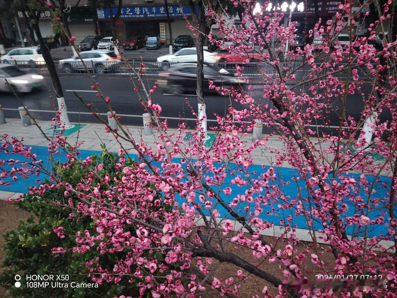 记录我的20262026年1月27日长江岸边《浔阳楼》下赏梅花浔阳美景
