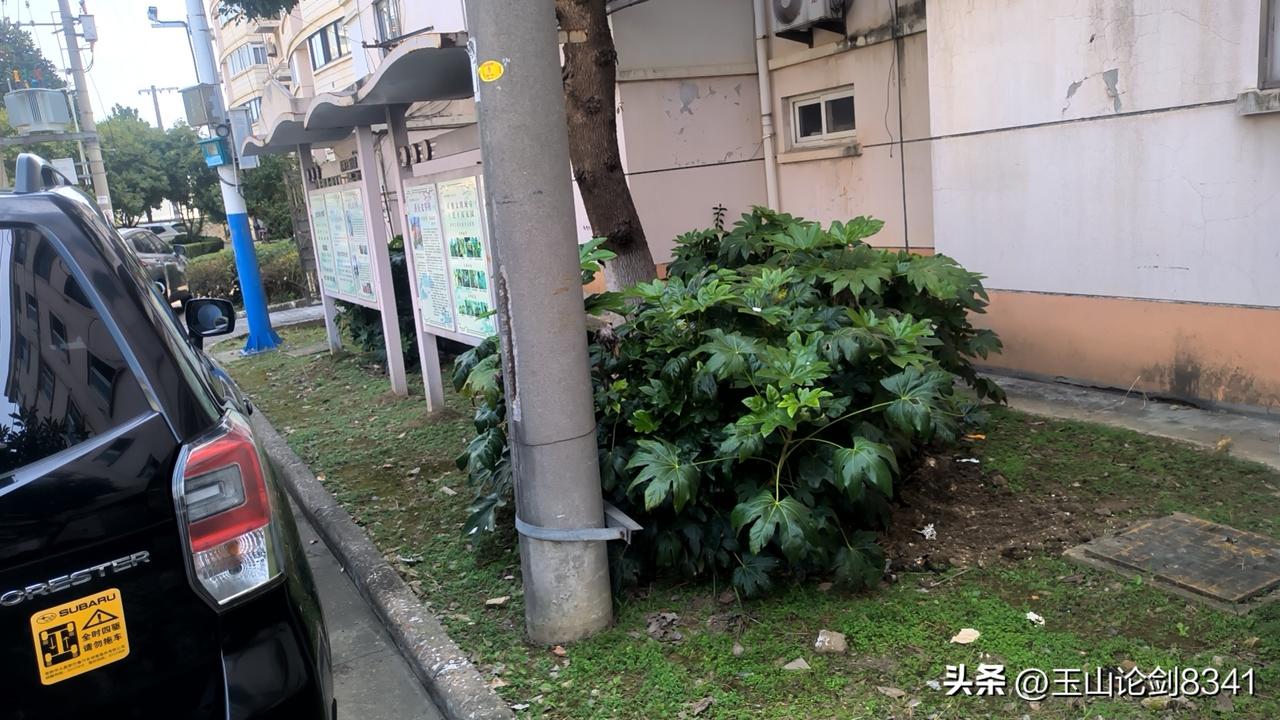 晒图笔记大赛绿花一点点