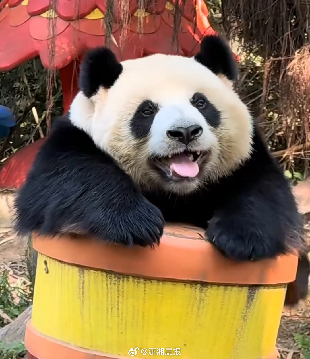 【广州长隆#大熊猫家和与婷仔多日未现身引担忧#，#当地回应熊猫家和与婷仔多日未现