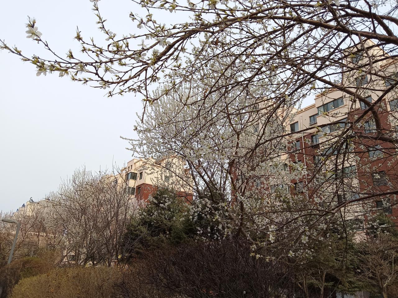 春日暖阳下，盛开的樱花与现代建筑相映成趣。