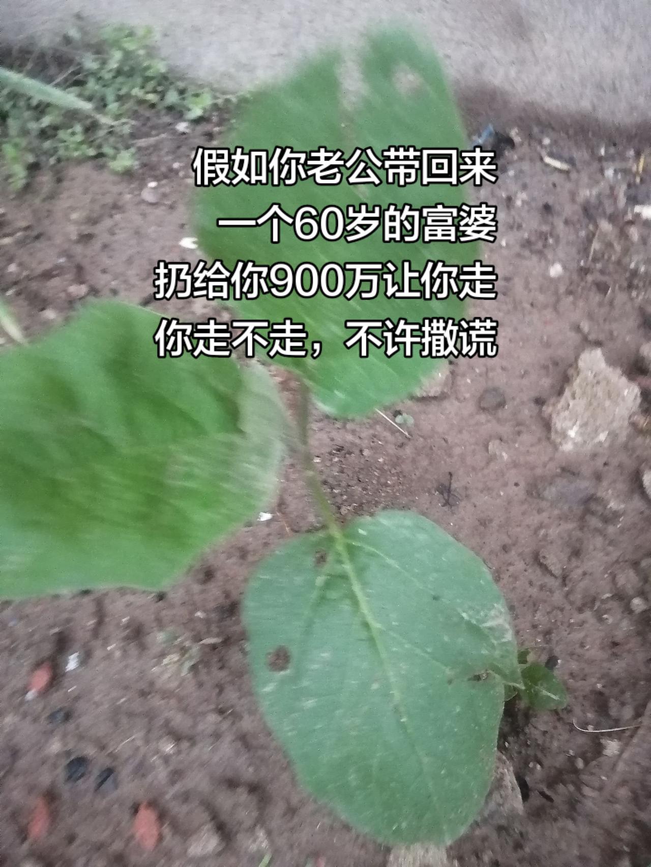 灵魂拷问 人间真实 成年人的世界