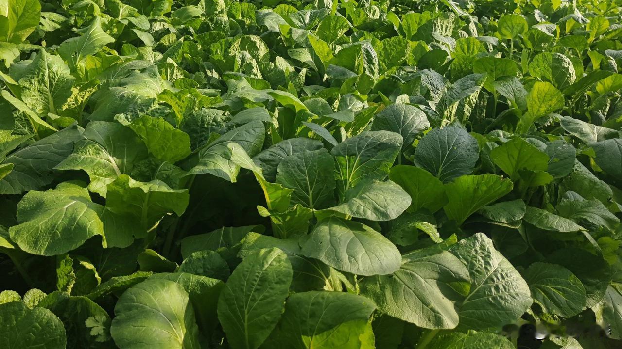 文笔挑战:本上联、下联，都是原创，诚邀广大文友赶紧来对下联。

上联:繁荣事业想