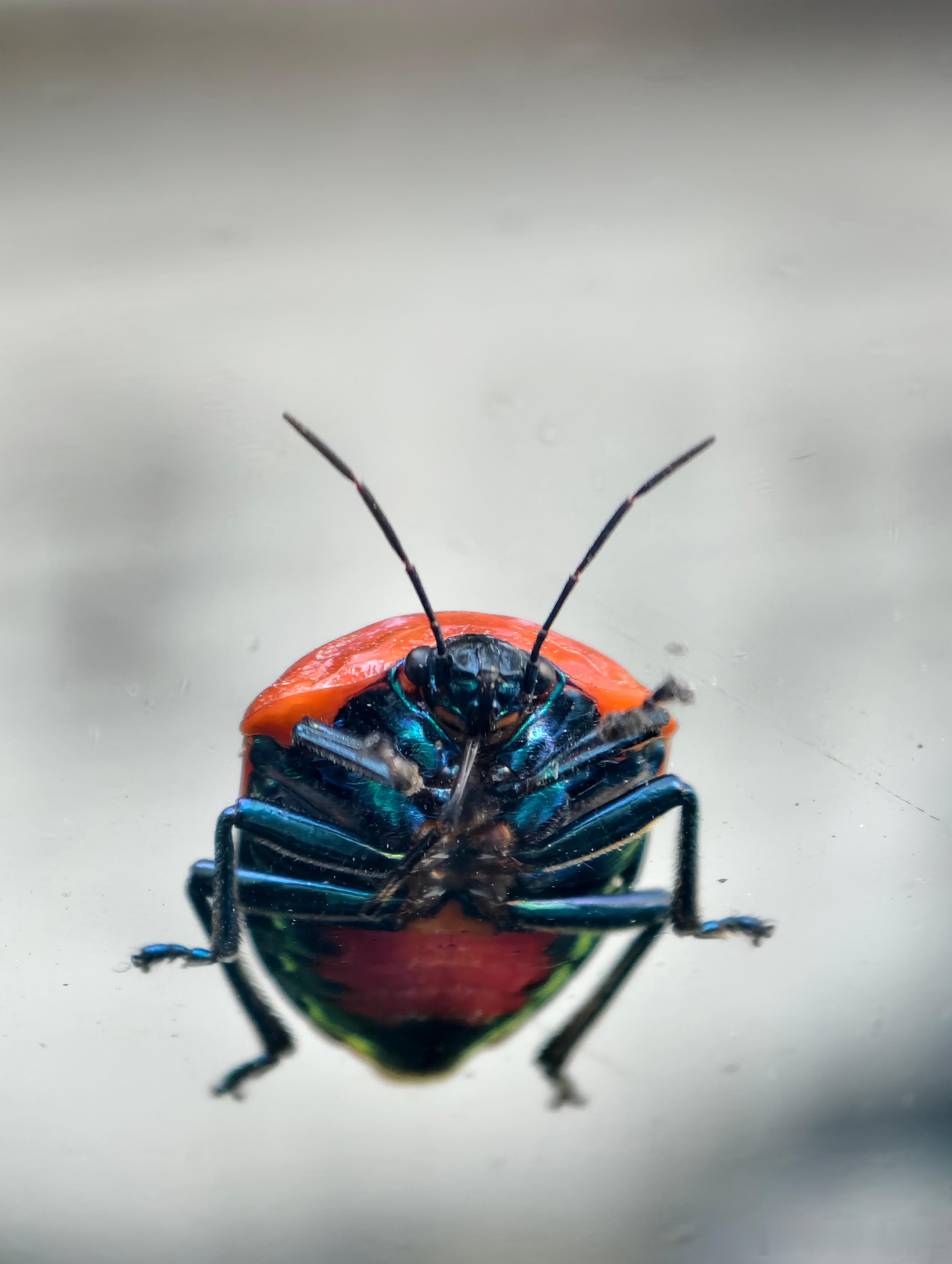 这是啥？好大一只趴我玻璃上 