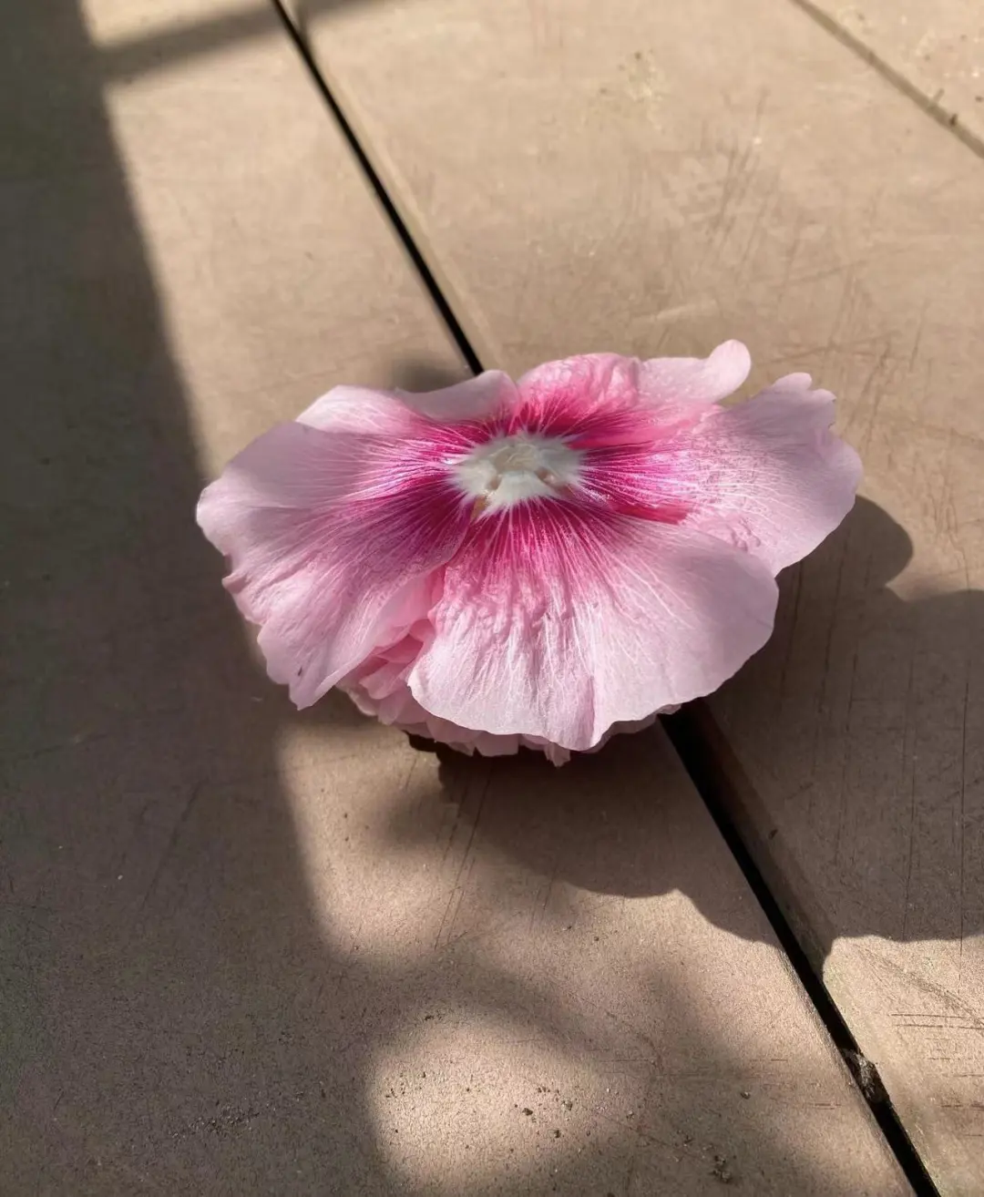 花言植语｜蜀葵粉红玫瑰