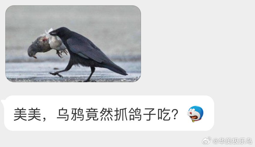 鸦鸦能逮到的基本都吃🙊 主打一个不挑食 ​​​