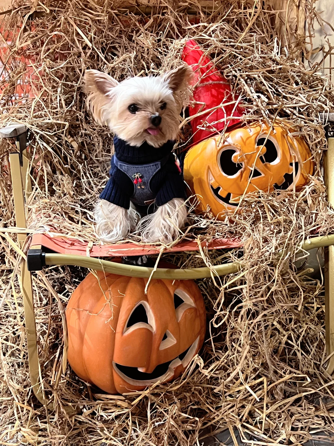 🐾｜今天要做ee们的可爱鬼可以吗❓🎃😈