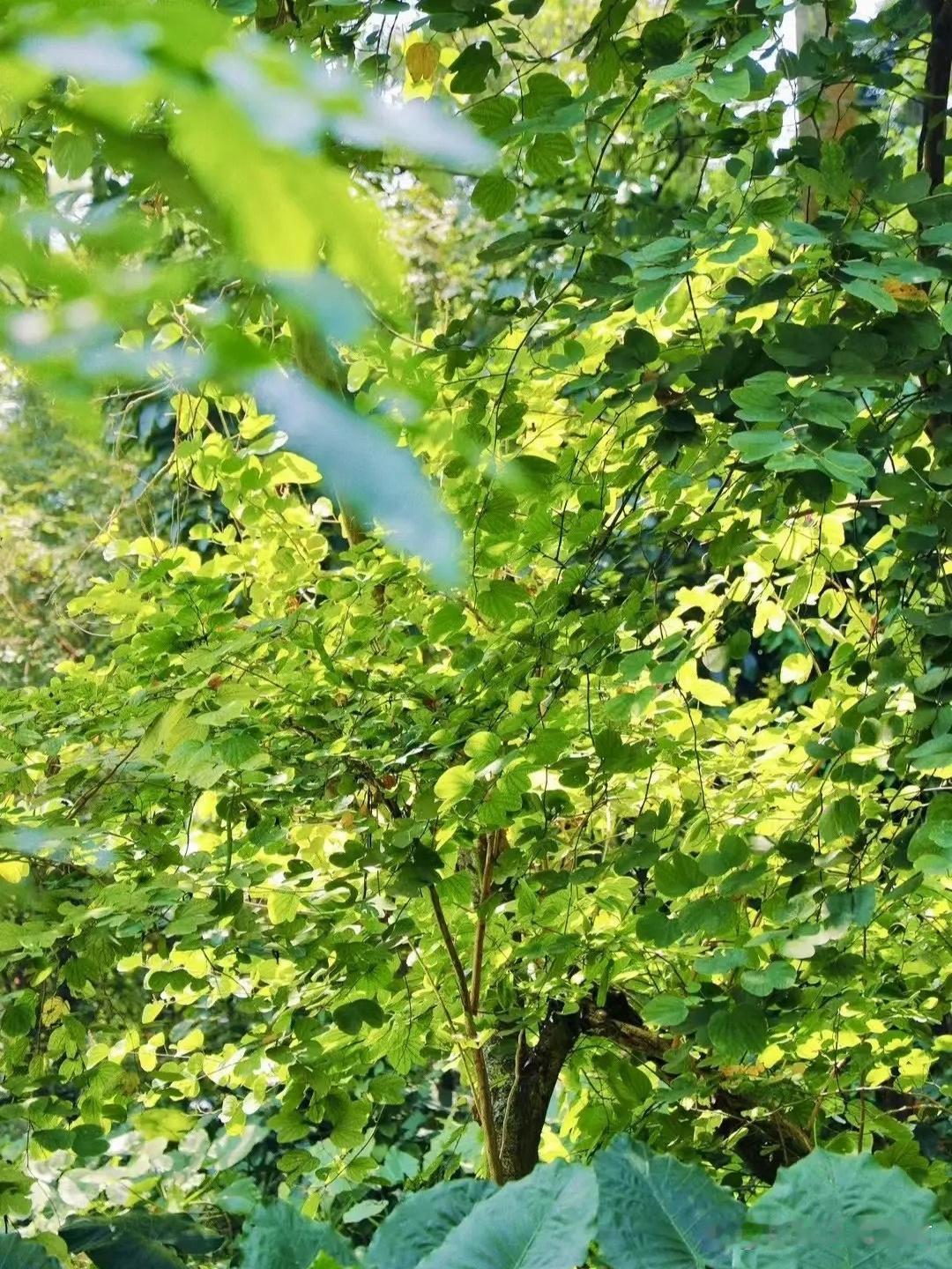 中心湖公园遛娃全攻略｜市中心宝藏地

周末带娃解锁了市中心超小众的亲子天堂！湖景