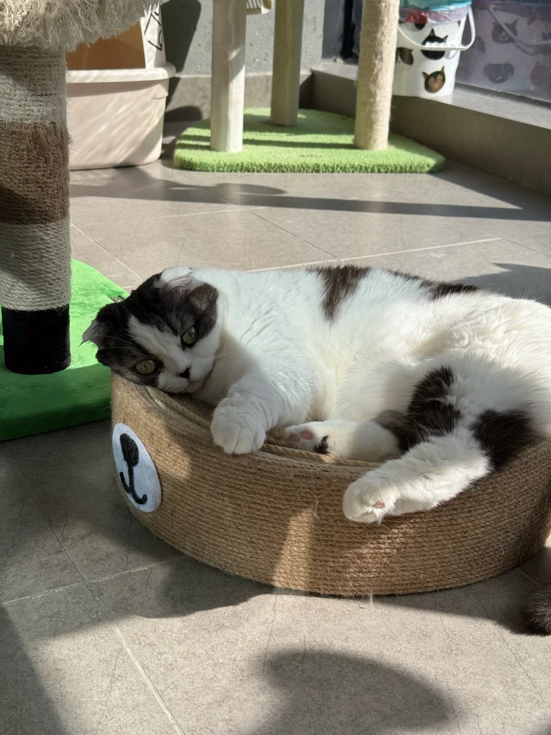 阳光正好，小猫咪们都在晒皮大衣呢！