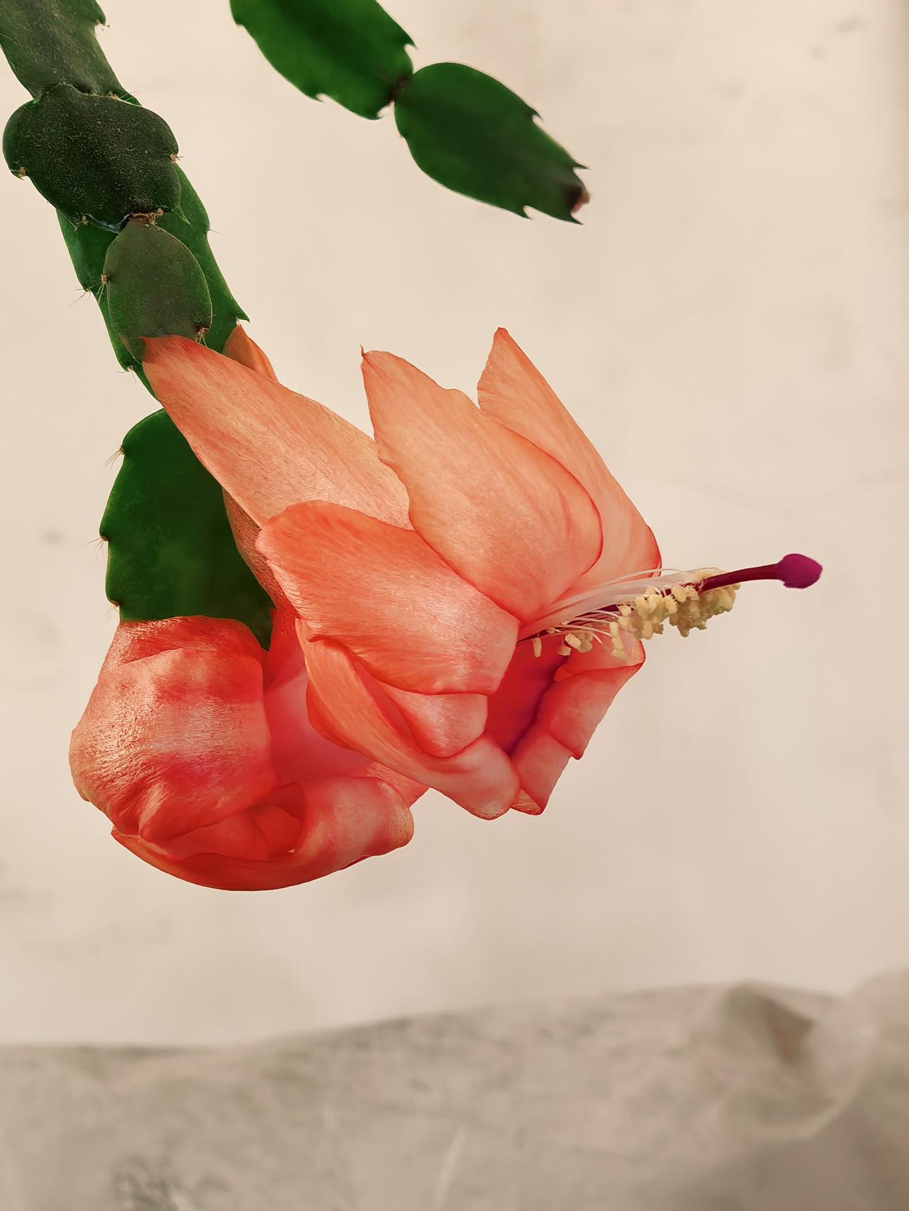 那天去看老妈，我进去时老妈躺在沙发上睡着了，我进去都没醒。我不忍吵醒她，就进里屋