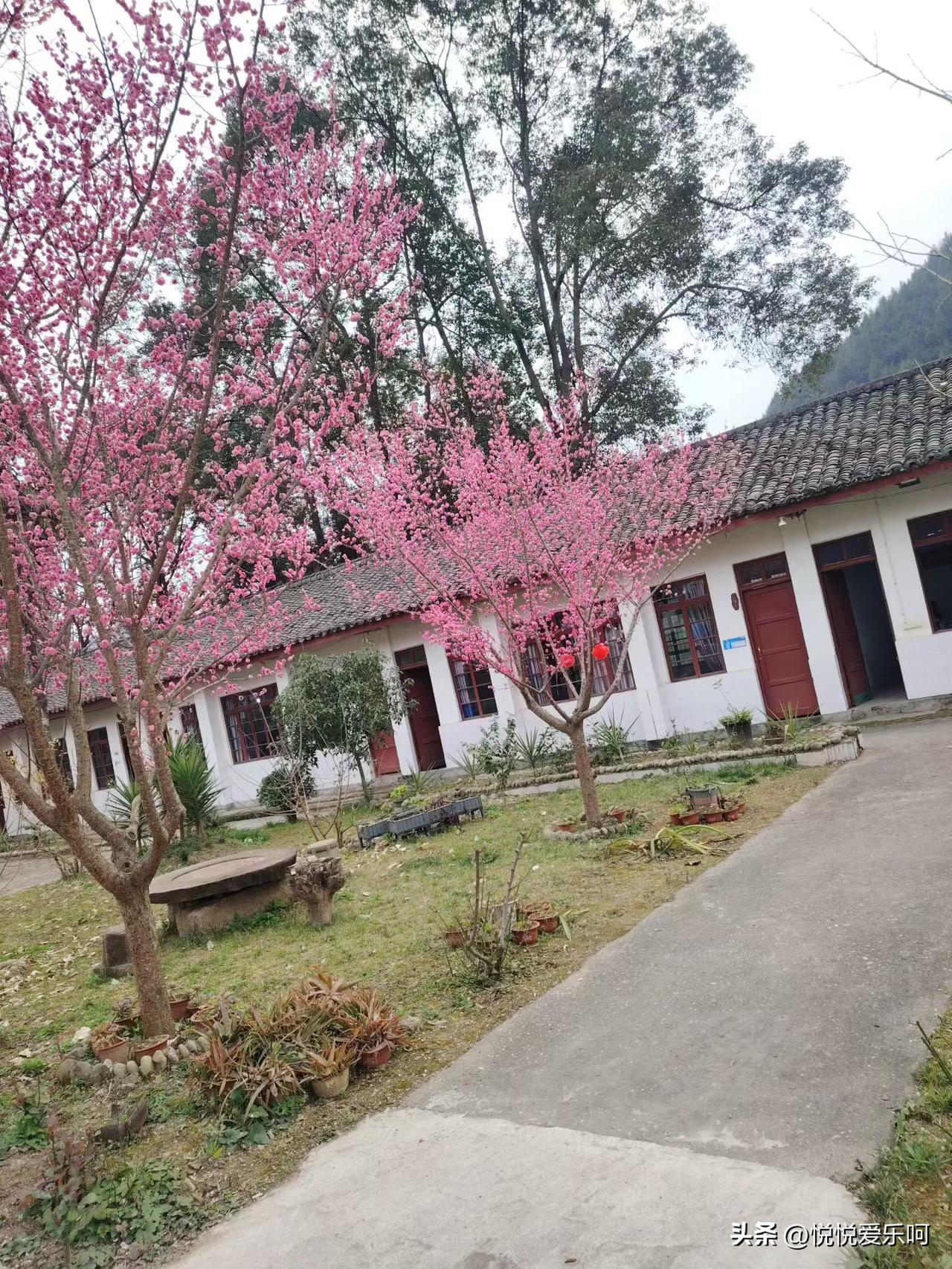 刚才看了一个四川的朋友发的朋友圈，四川那边的花倒开了吗？依稀可见房子后面的山绿油