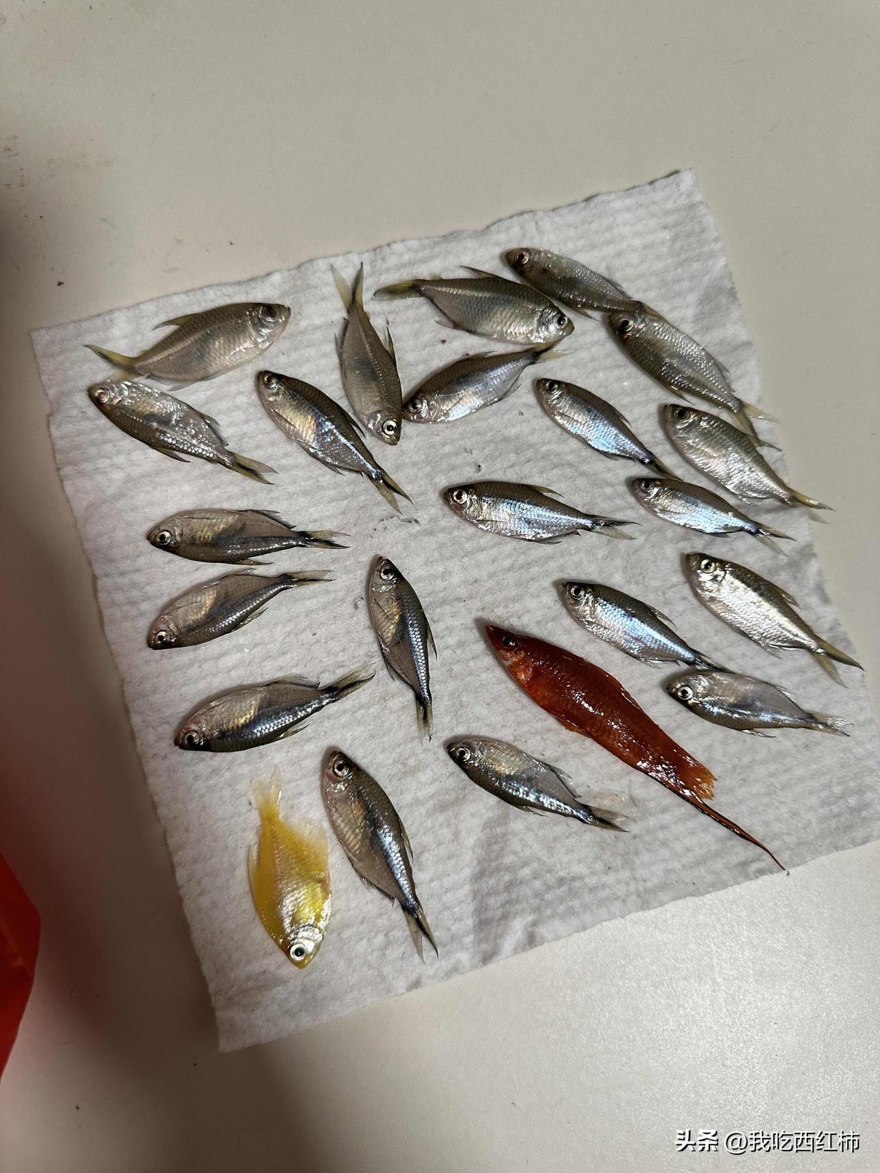 半夜醒来天塌了！我的鱼啊！！
难过到睡不着，半夜都在自责自己，去年5月开始养的一