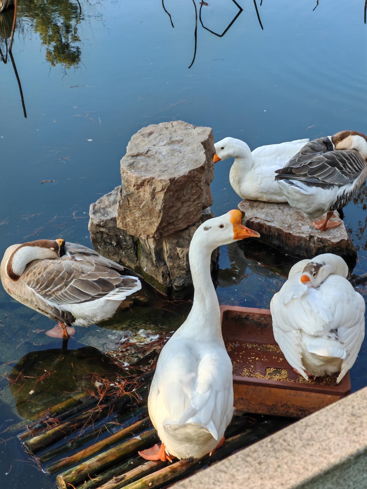 天气冷，气温低了，池塘里面的大白鹅都缩着脖子，一动不动。