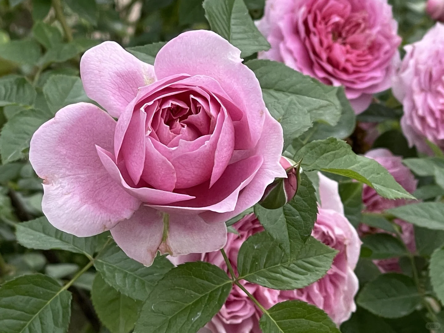 三种美人尖粉色秋花
