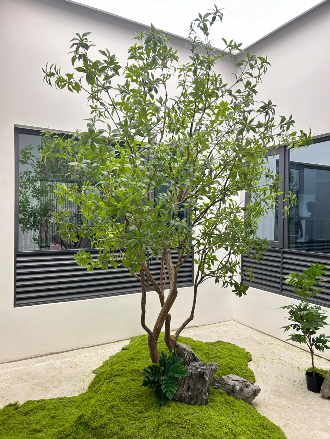 马醉树采光井绿植造景楼盘景观