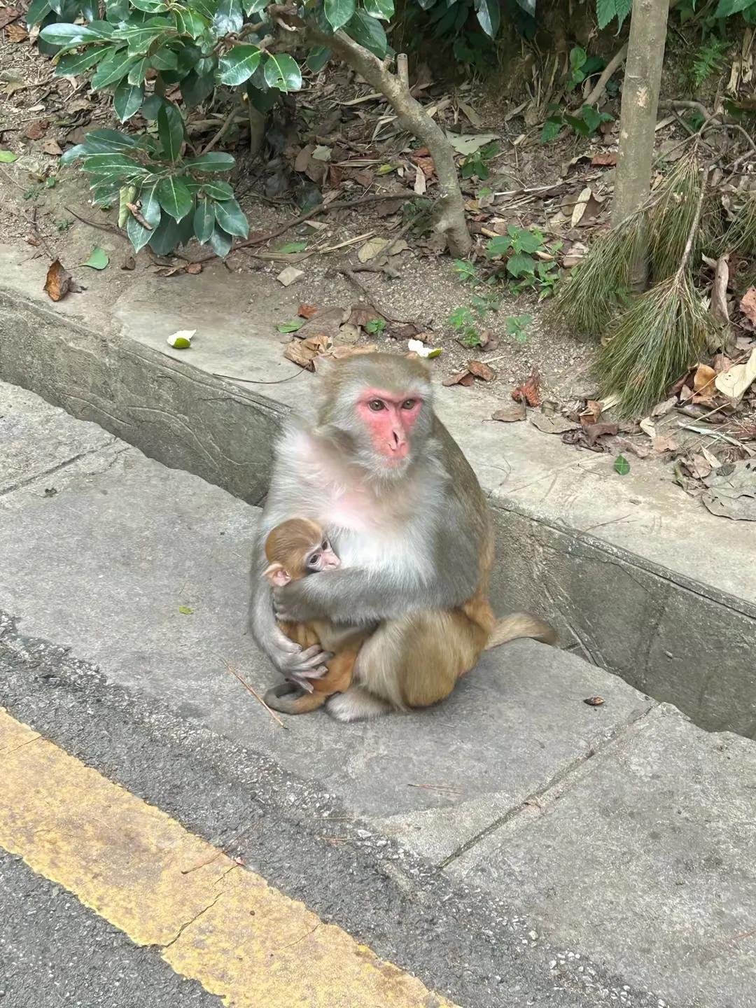 好想变成一只小猴子，
快乐、无忧、无虑的在大自然广茂的森林树枝上跑、跳、尽情的欢