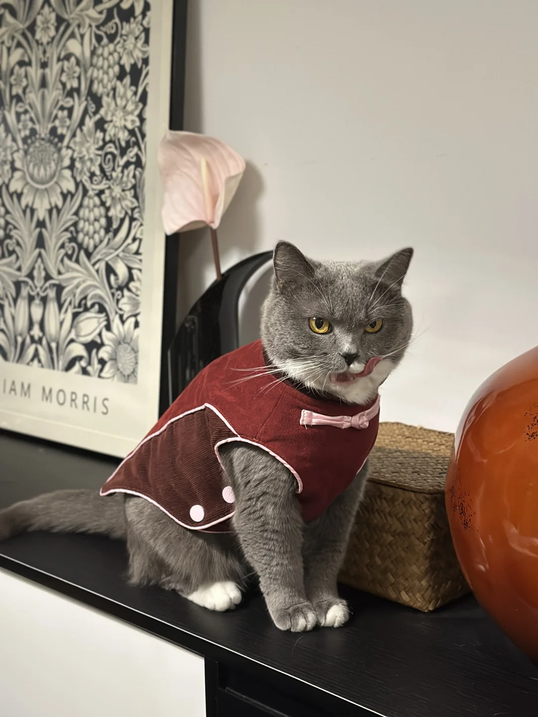 英国猫也得过中国年🧨