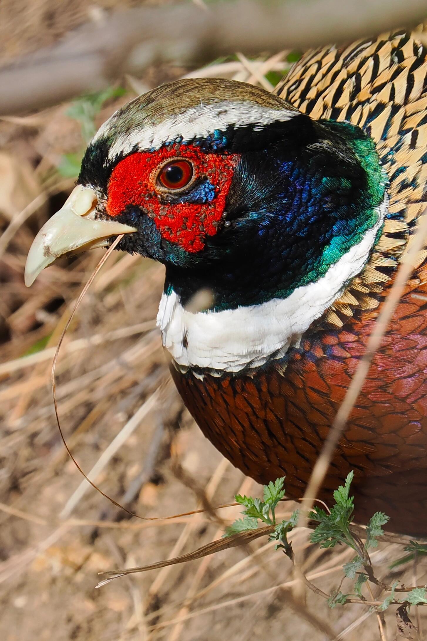 藏在羽毛里的“荒野小精灵”！雉鸡的奇妙生存法则大揭秘🦚 奇妙生物圈专业科普  