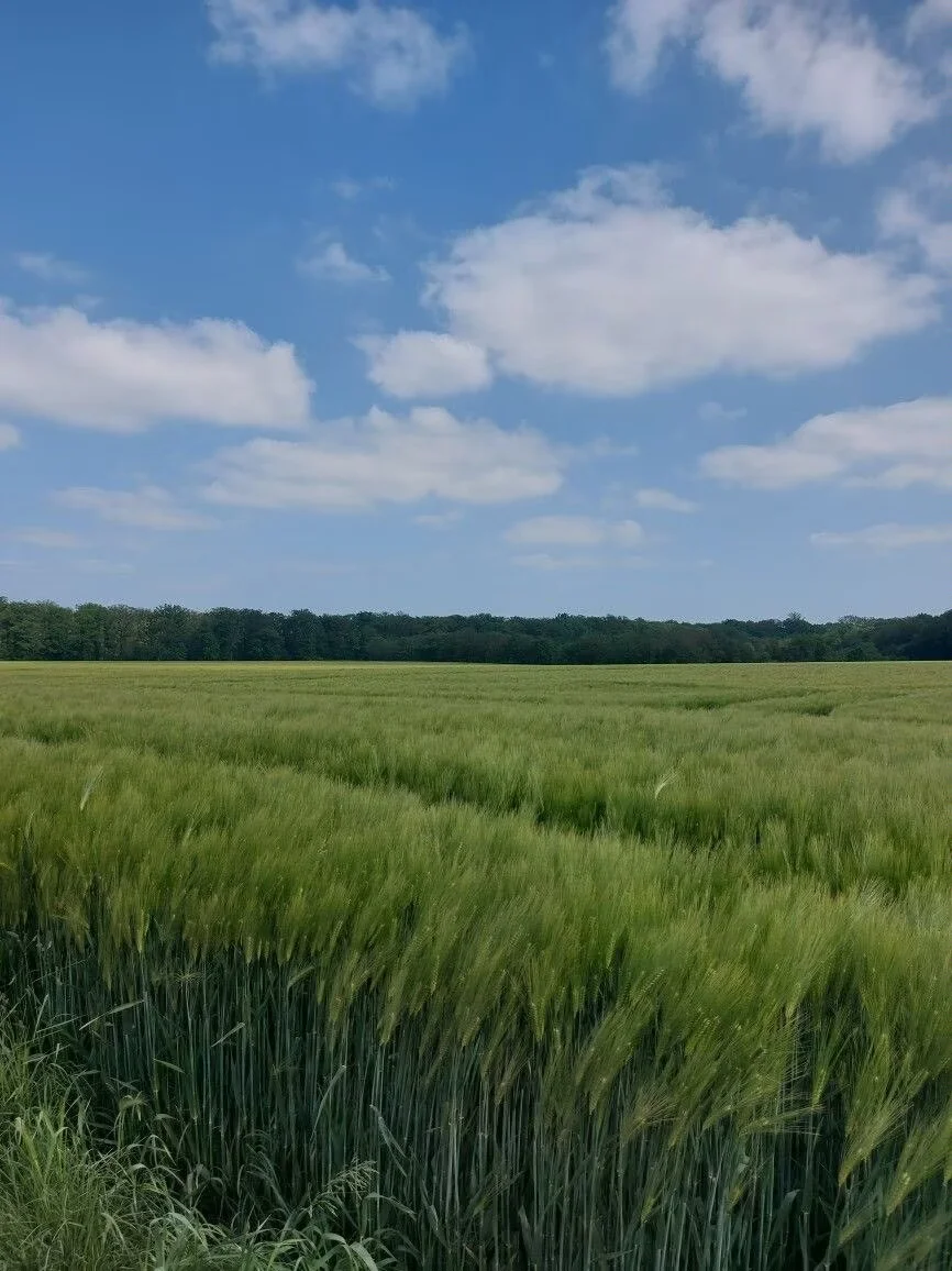 风吹麦浪，天高云淡🌾