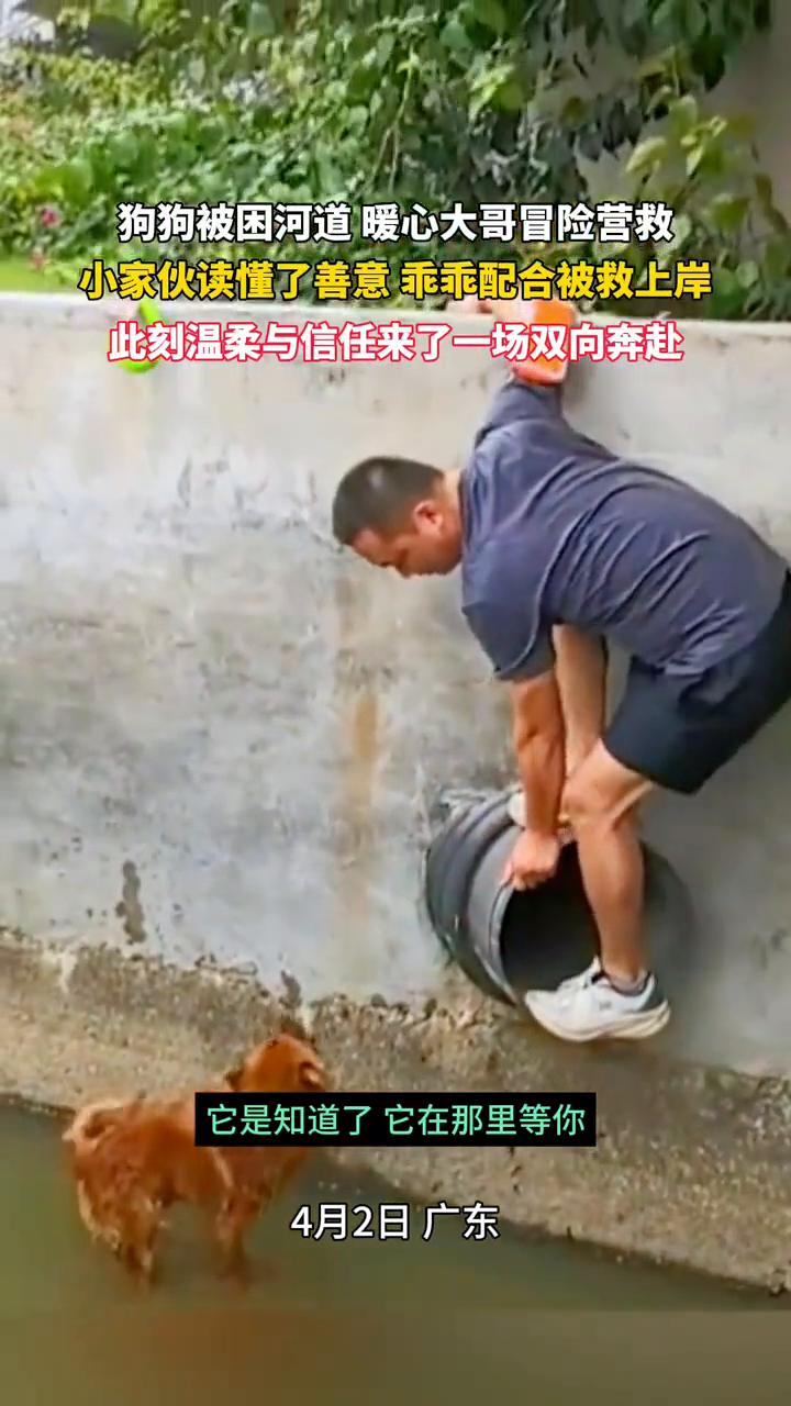 狗狗被困河道暖心大哥冒险营救，小家伙读懂了善意乖乖配合被救上岸，此刻温柔与信任来