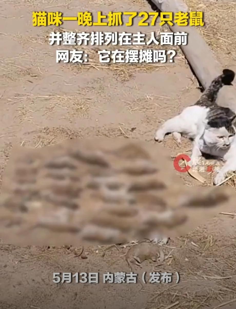 前阵子刷到一条视频，内蒙古一网友家的猫，一晚上抓了二十七只老鼠，还一只只码得整整