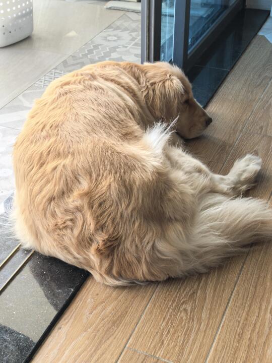 好大一坨狗