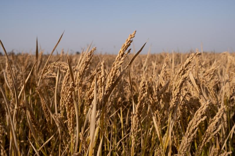 古苏州被称为“鱼米之乡”，那可是实至名归。苏州地处长江三角洲，河网密布，像著名的