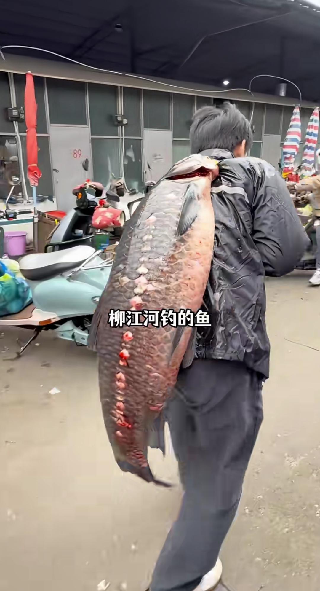 这么大的青鱼，仅仅是从河边背到菜市场这么一会儿，鱼就只剩一丝生机了。鱼贩子收鱼时