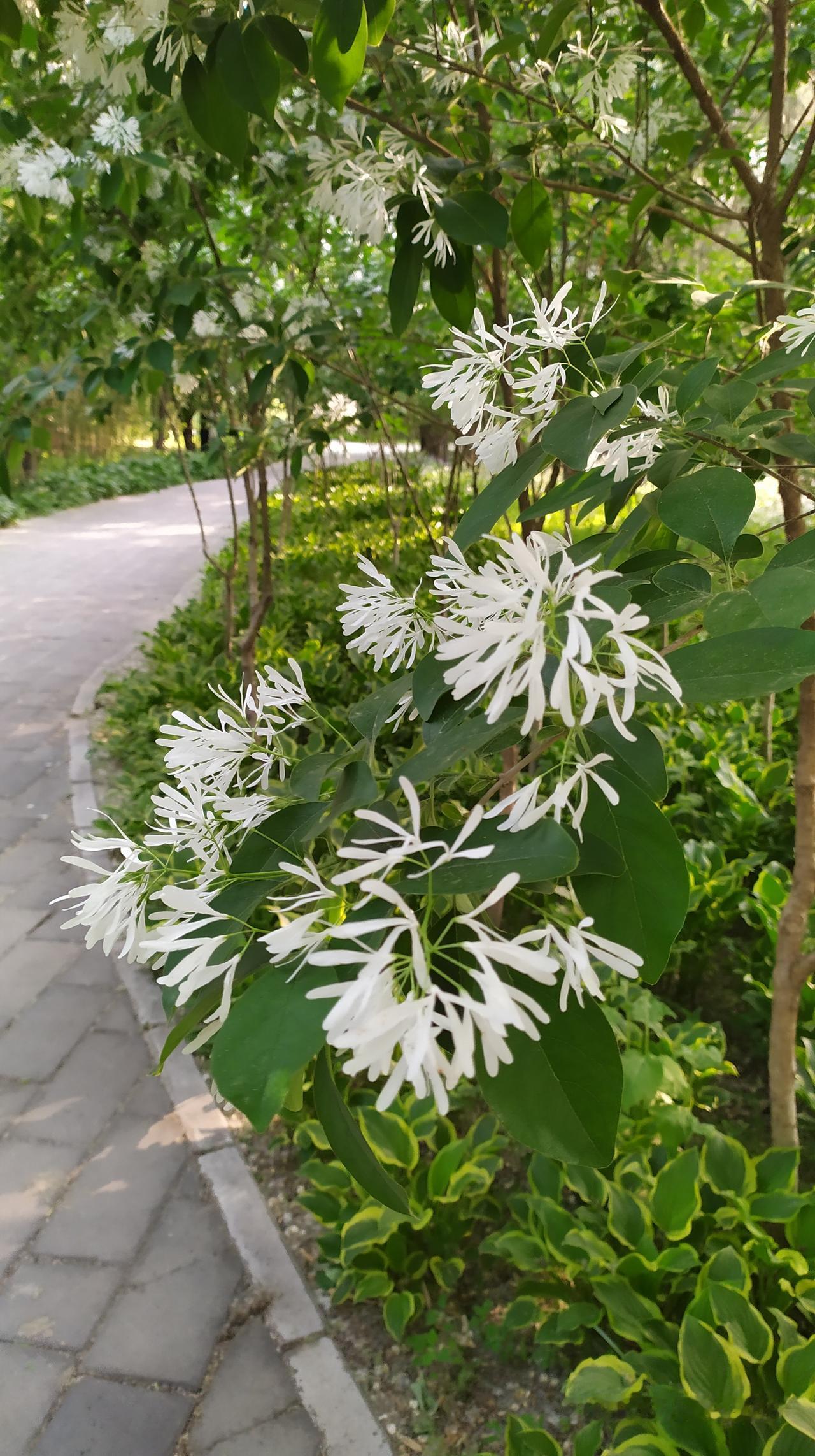 对联飞花令 流苏
出句：为迎风客花千雪（雪浪）