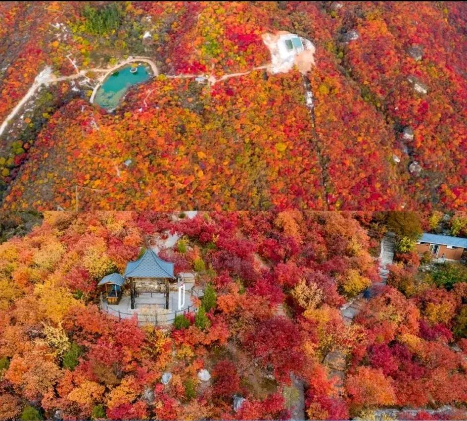 听说房山坡峰岭的叶子红了，本来想着周末带孩子去看红叶，结果转了一圈朋友圈后，发现