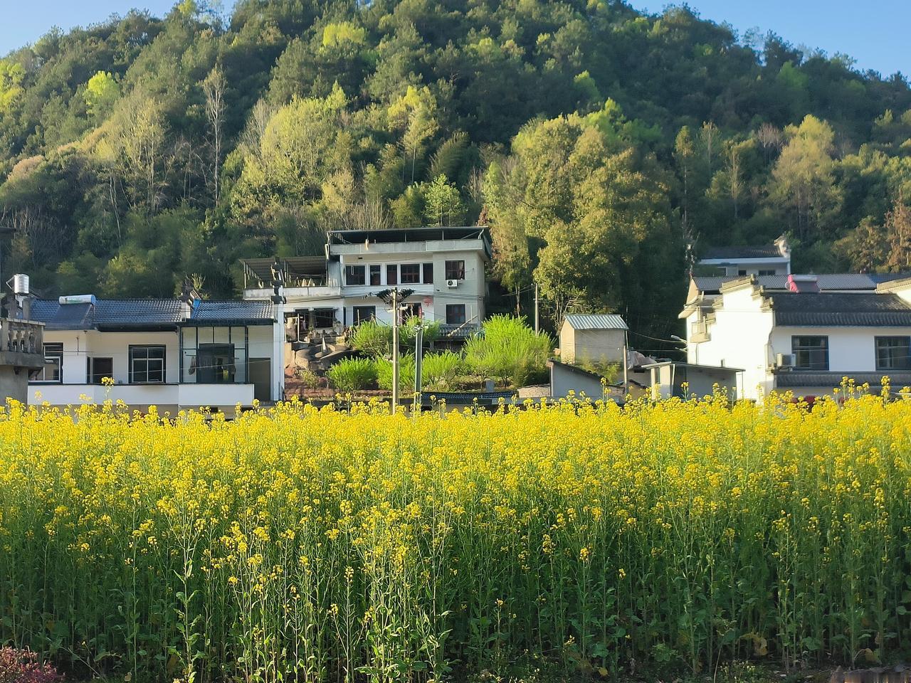 今年三月份不打算回老家踏青祭祖了！
正月那几天把该办的事都提前办好了，最主要山高