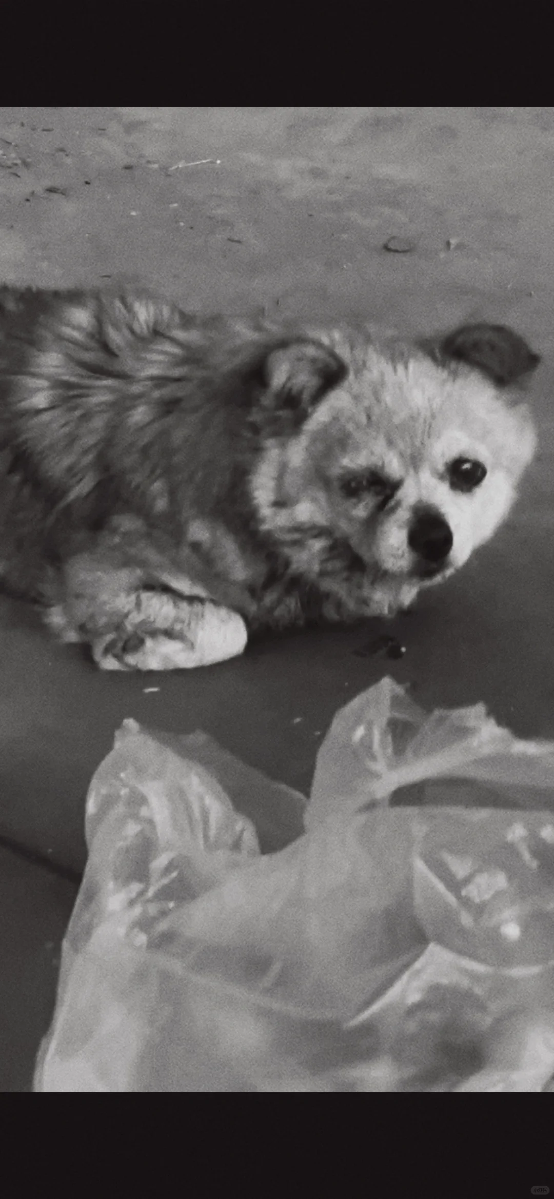 讣告：她解脱了