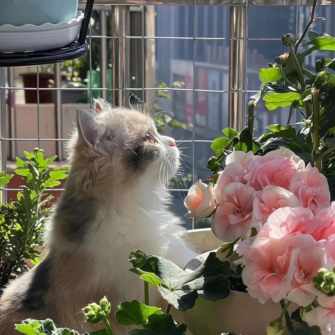 喵星人的小日子，简单却精彩🌸它们用慵懒的姿态，诠释着生活的艺术🐱每一个瞬间，