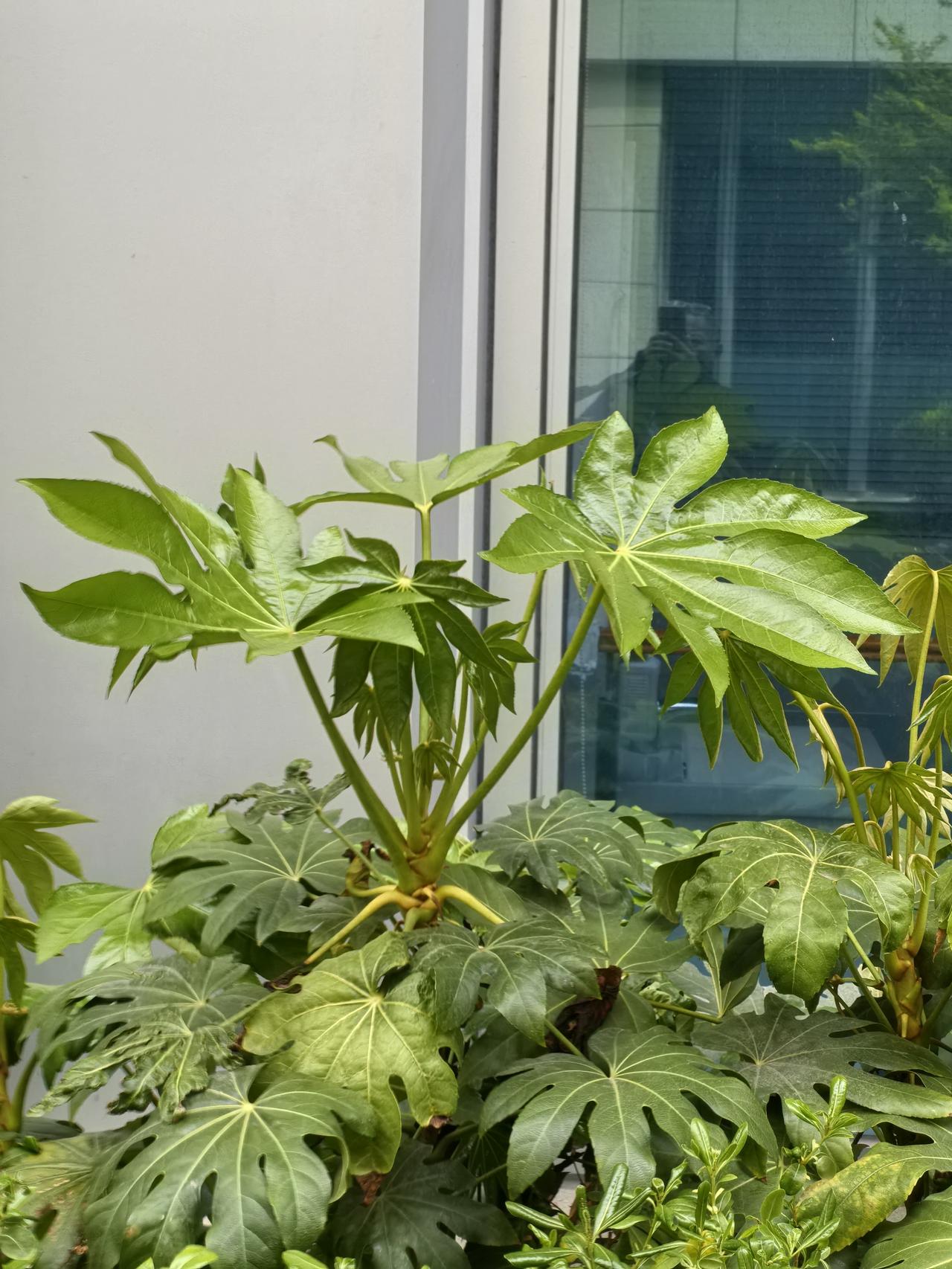 新绿，你认识几种？