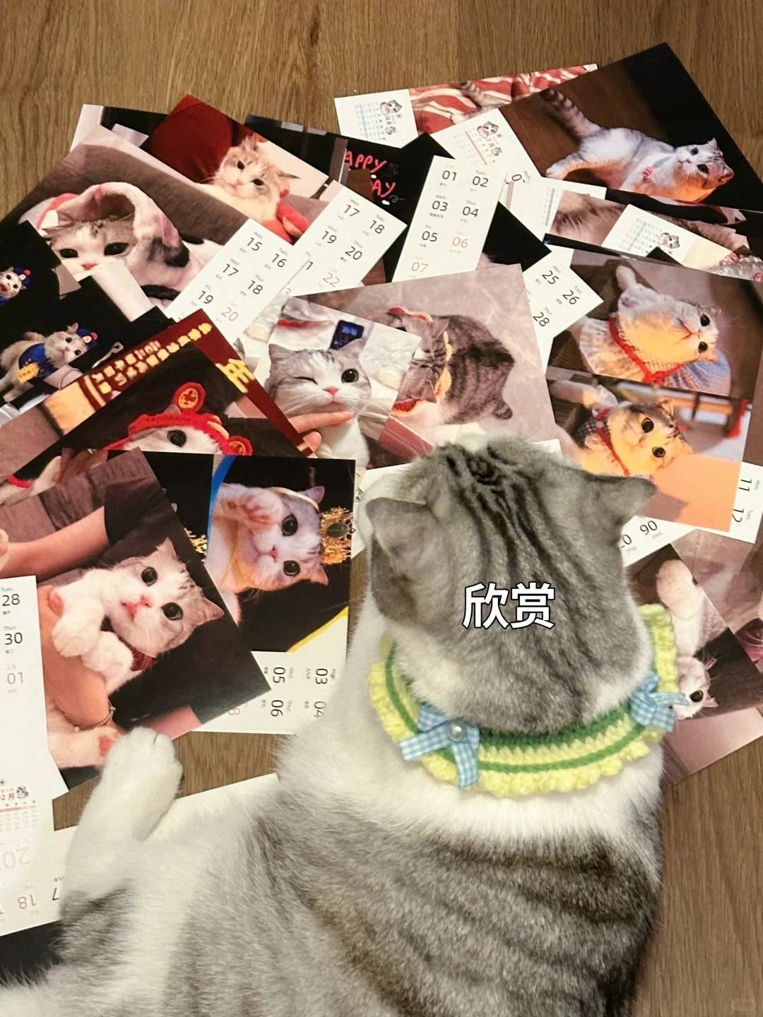 我家猫摔了一跤怎么办