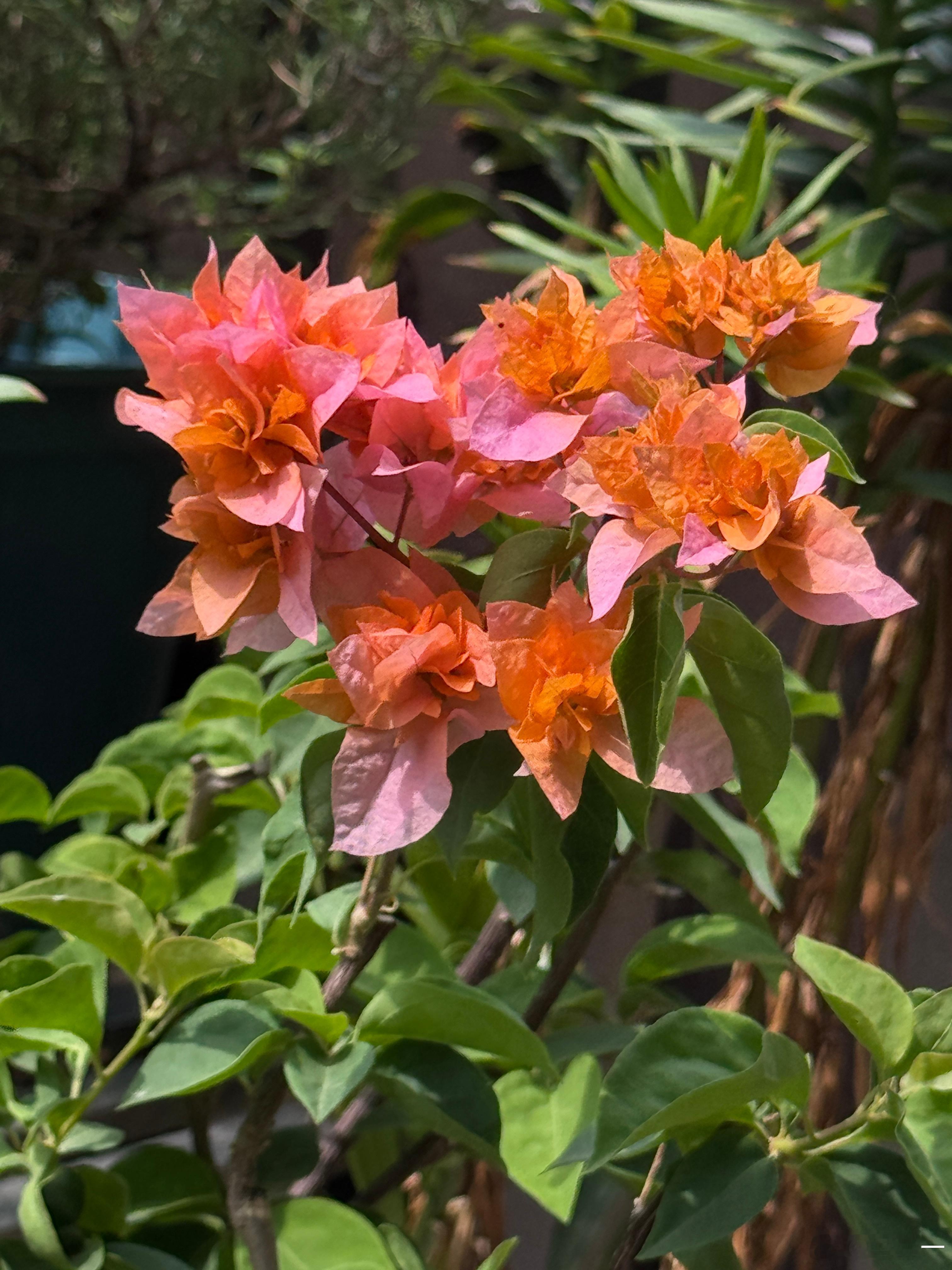 草木葱茏，花开盛夏随手拍手机随手拍我的花园