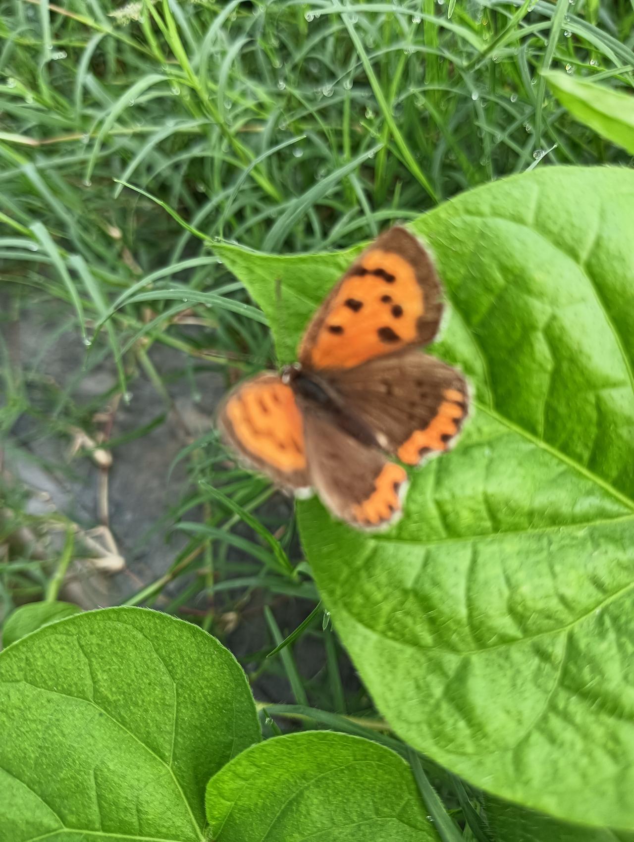 李白和杜甫的诗人朋友圈

李白的朋友圈

1:李白与孟浩然，孟浩然大李白12岁，