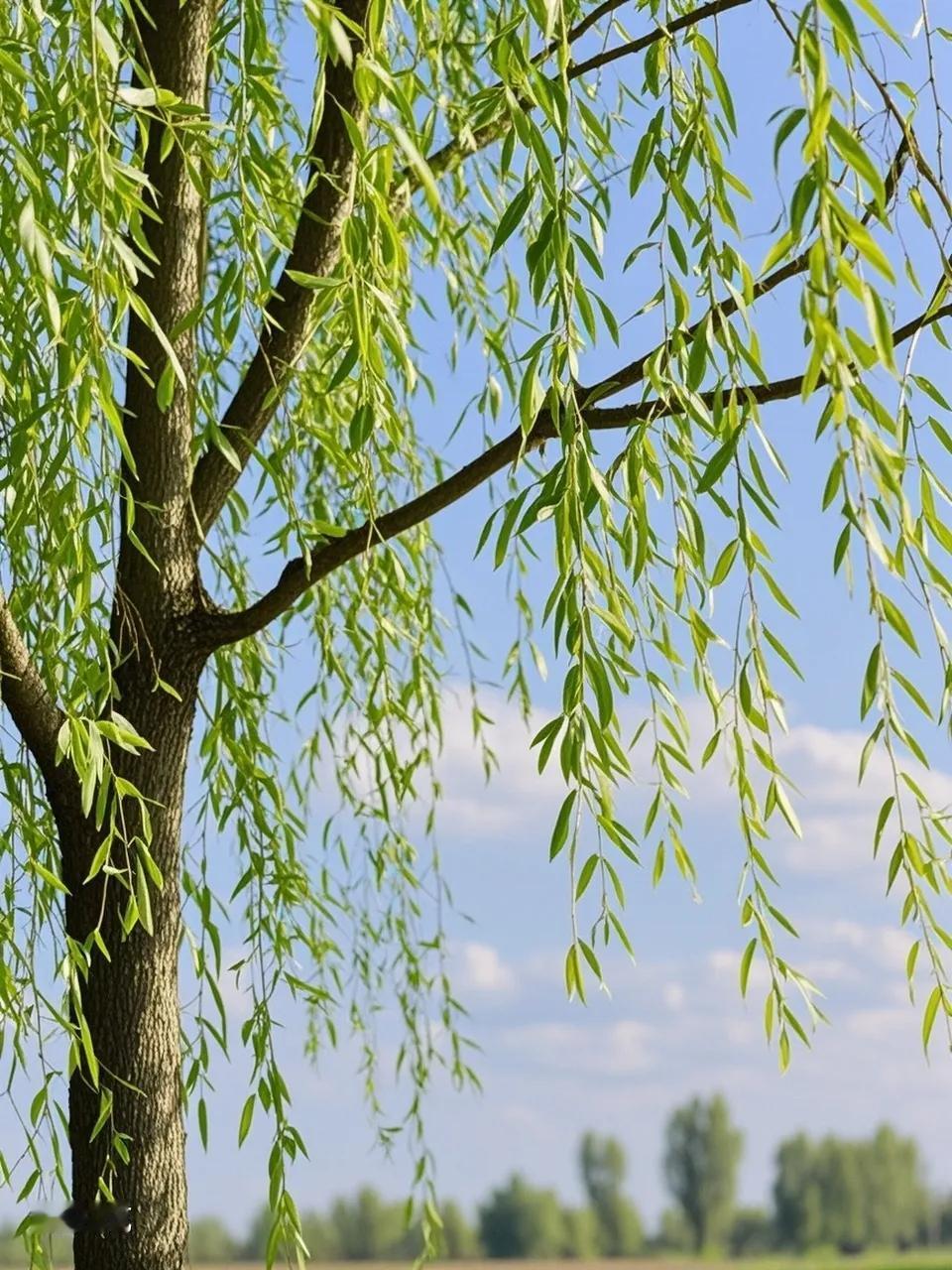 诉衷情

作者：高观国

西楼杨柳未胜烟。寒峭落梅天。东风渡头波晚，一棹木兰船。