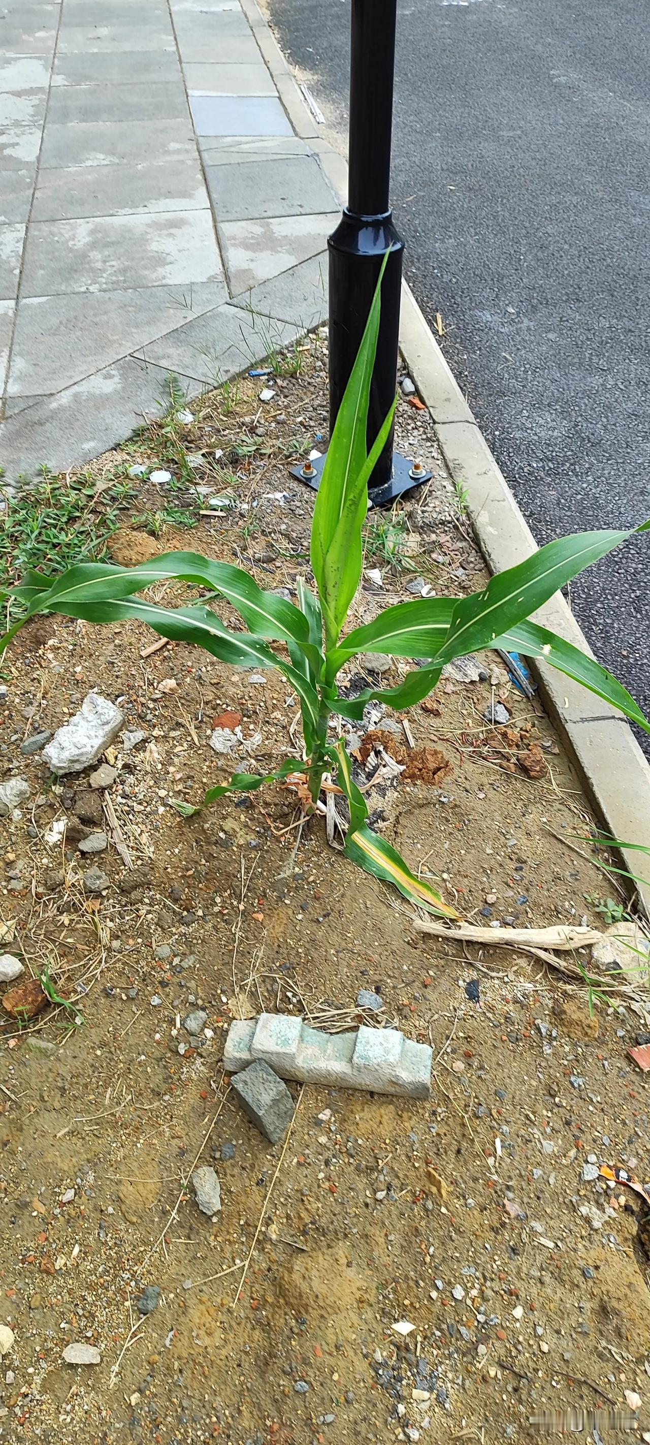 路边一棵类似玉米的植物从春天就在这里生长，期间被动物吃过，绿化工人割过。现在秋天