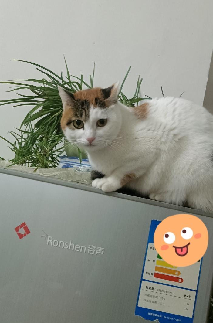 我家那“冰箱总督”又上线了！
瞧这只三花大脸猫，白身子披着棕黑花纹，霸气蹲在容声