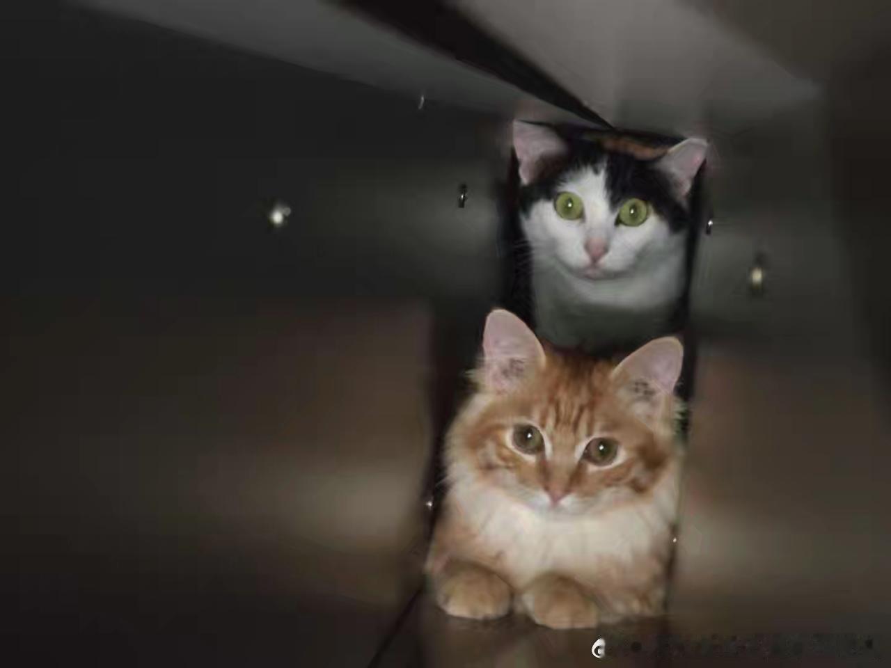 49472【丑猫是对比出来的】 