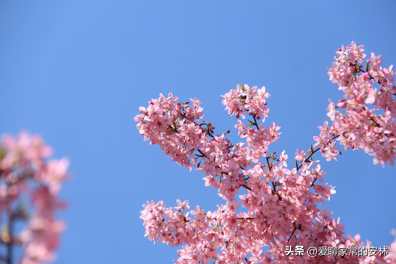 安康的樱花居然开的这么灿烂了，好温柔的一片粉雾，在蓝天的映衬下显得格外靓丽。
