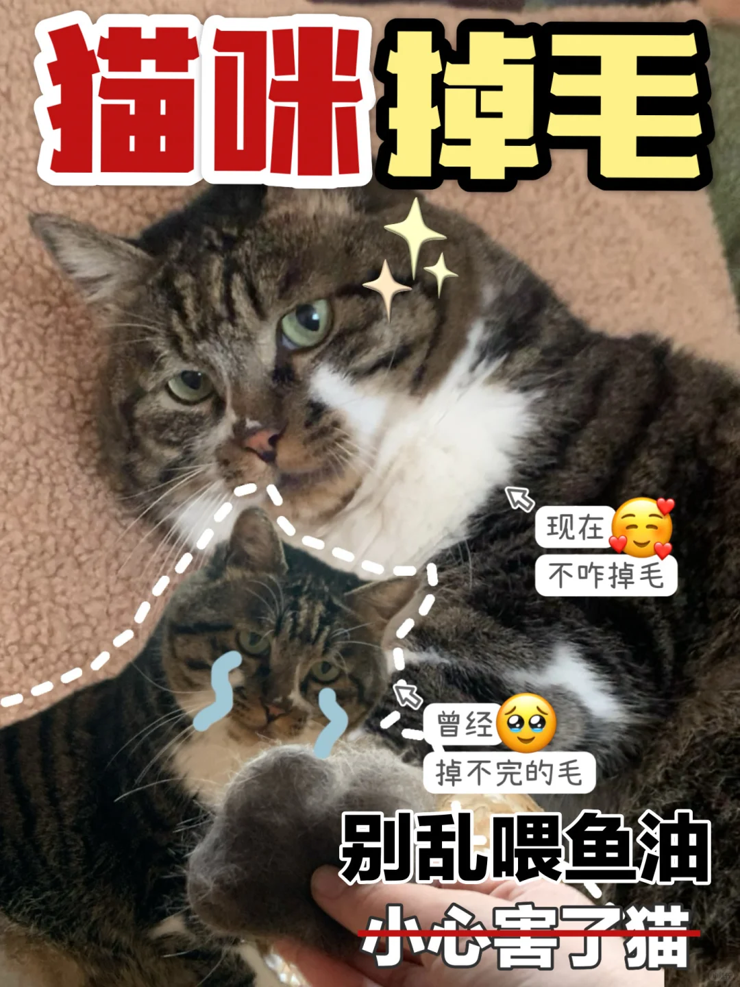 别再乱买宠物鱼油‼鱼油智商税退🤺退🤺退🤺