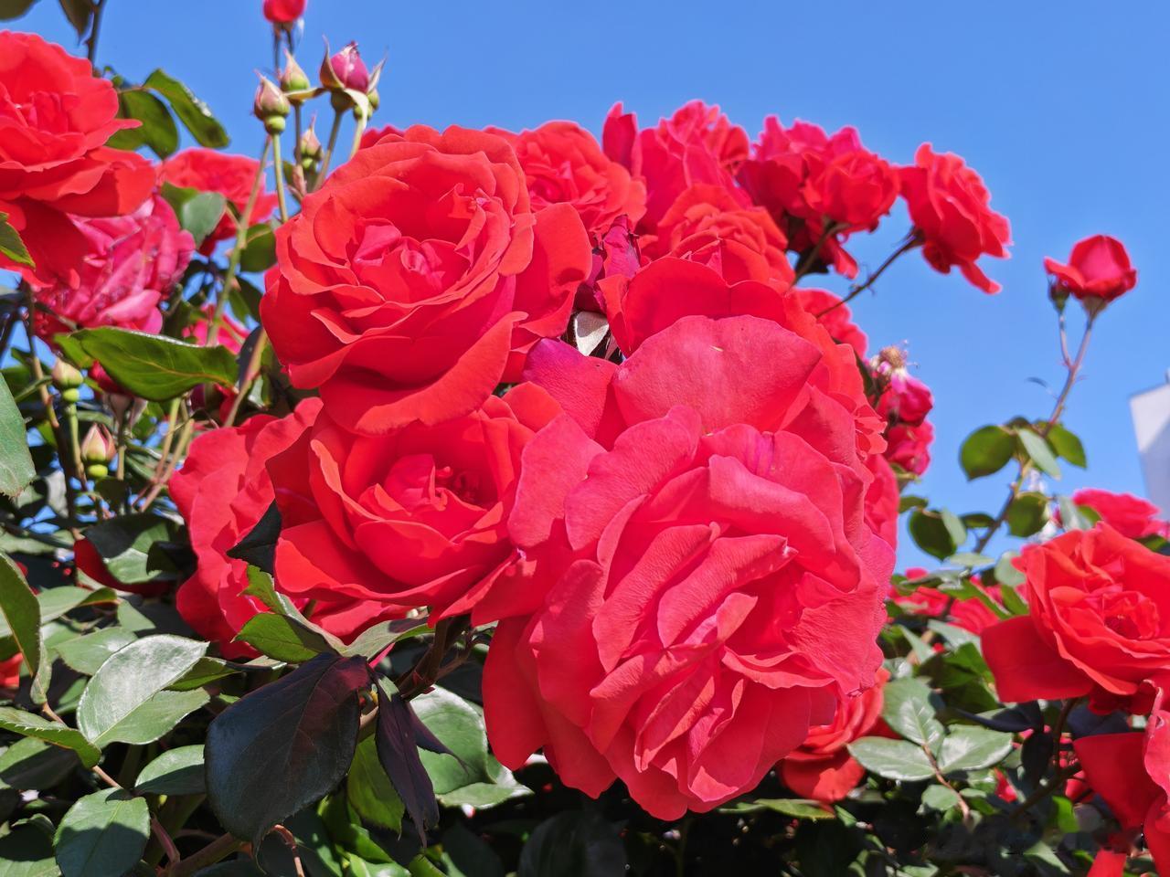 阳光下的红月季，绽放出最迷人的色彩！🌹🌞